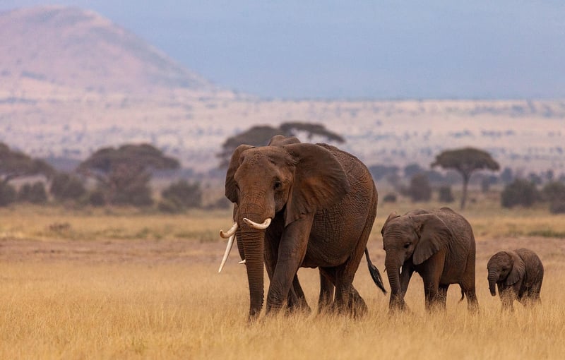 Elephants in Safari