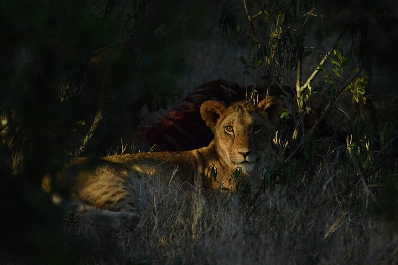 Lion in Safari